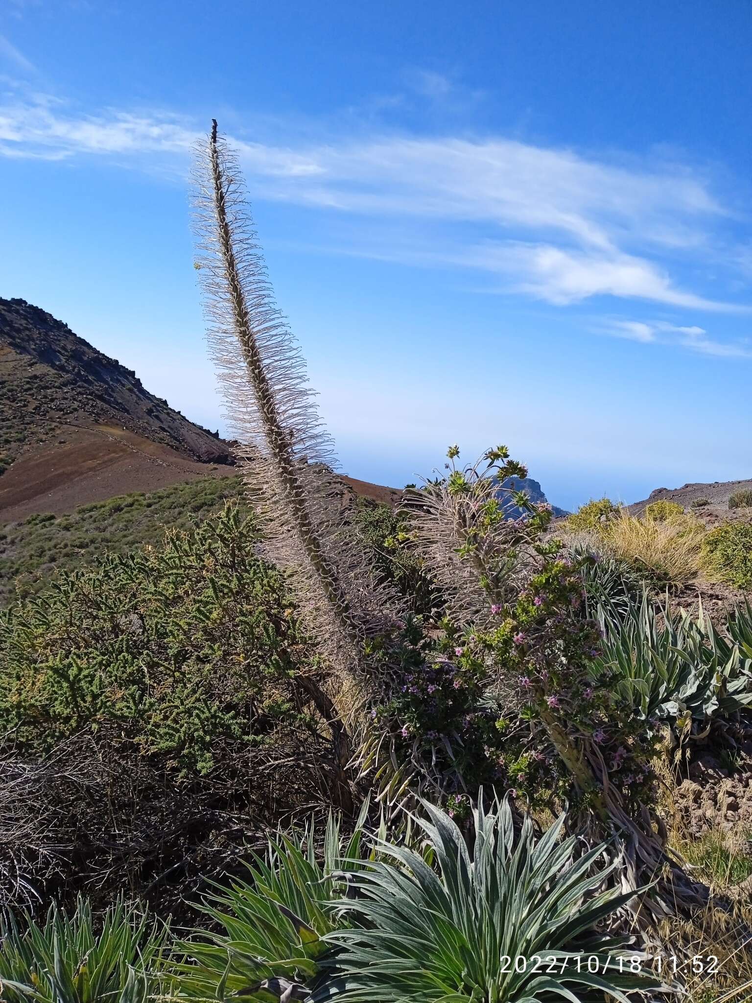 Image of <i>Echium perezii</i> Sprague