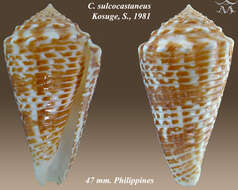 صورة Conus sulcocastaneus Kosuge 1981