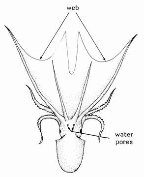 Image of blanket octopus