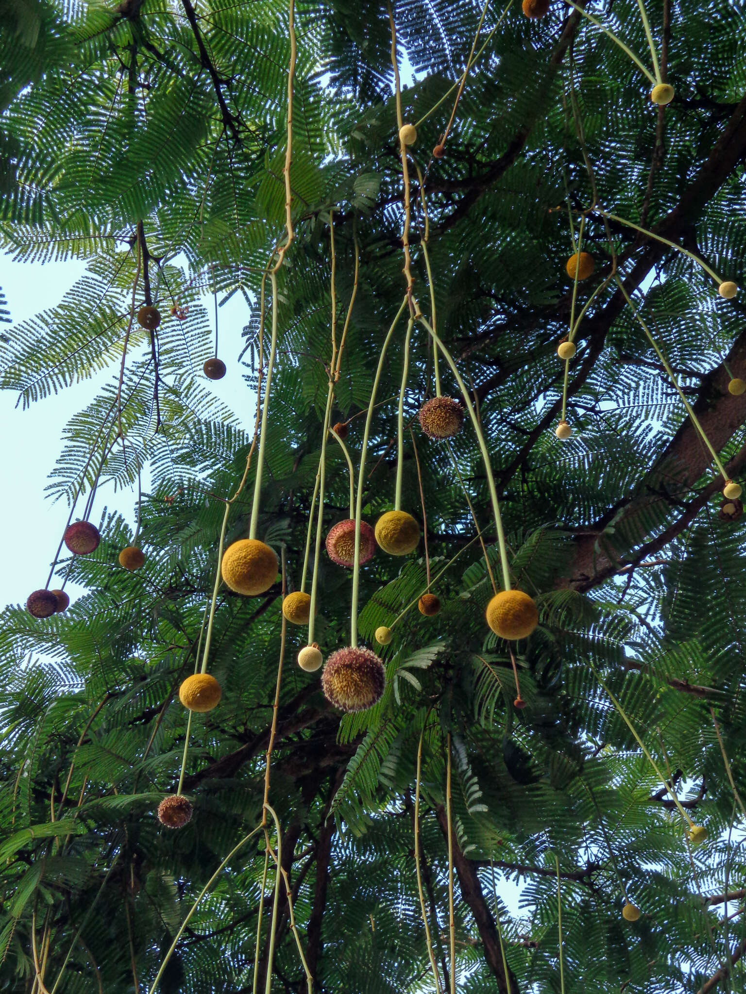 Image of Parkia pendula (Willd.) Walp.