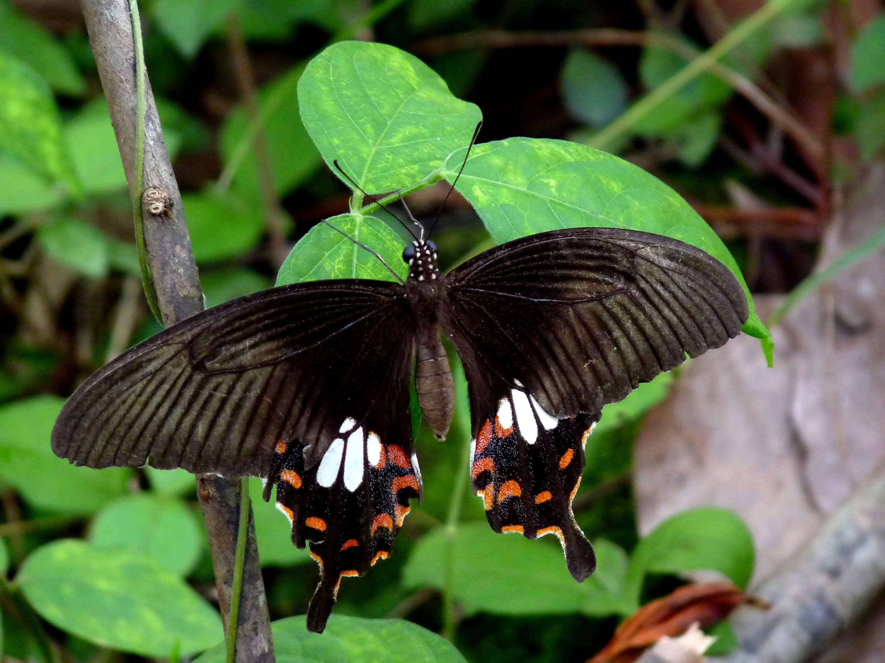 Image of Papilio polytes Linnaeus 1758