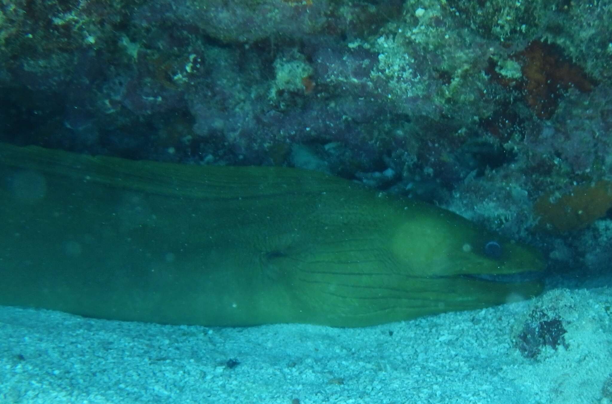 Image of Black Moray