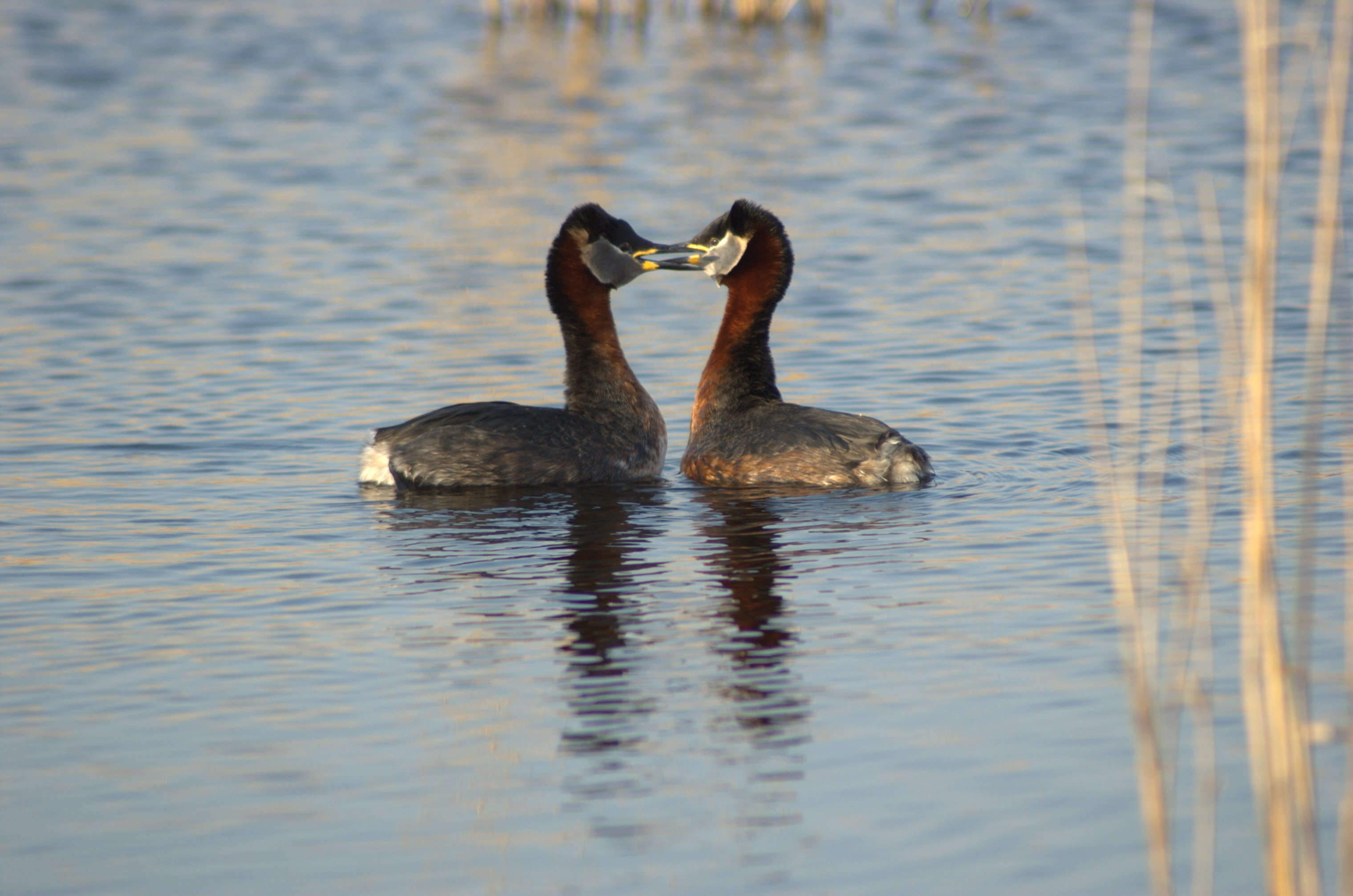 Plancia ëd Podiceps grisegena (Boddaert 1783)