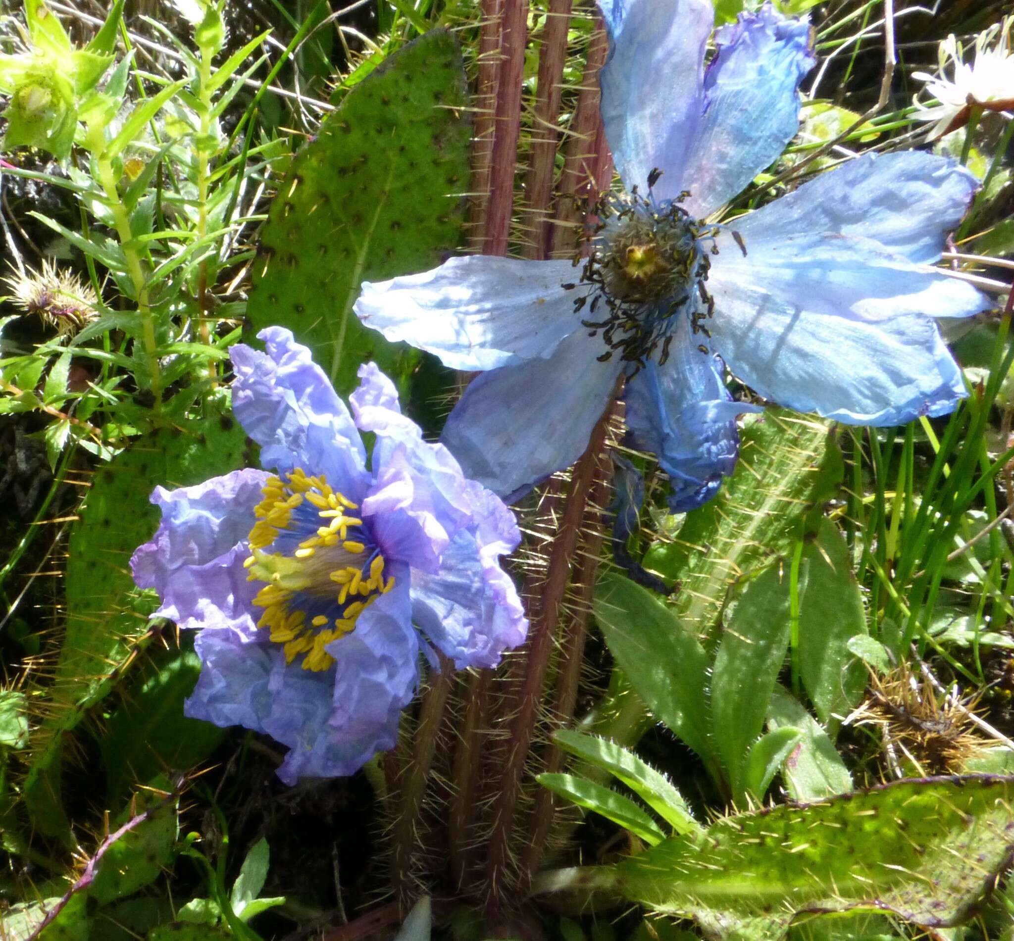 Imagem de Meconopsis horridula Hook. fil. & Thomson