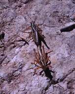 Image of New Zealand Grasshopper