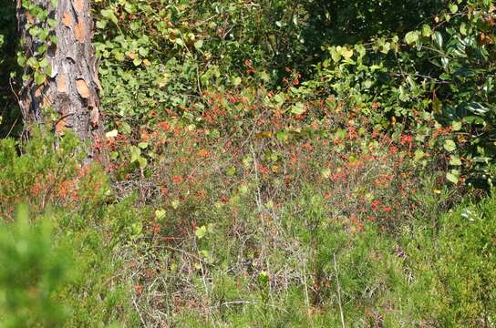 Imagem de Clinopodium coccineum (Nutt. ex Hook.) Kuntze