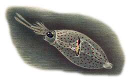 Image of Galiteuthis glacialis (Chun 1906)