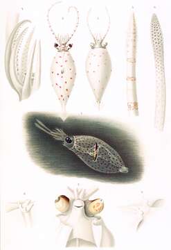 Image of Galiteuthis glacialis (Chun 1906)