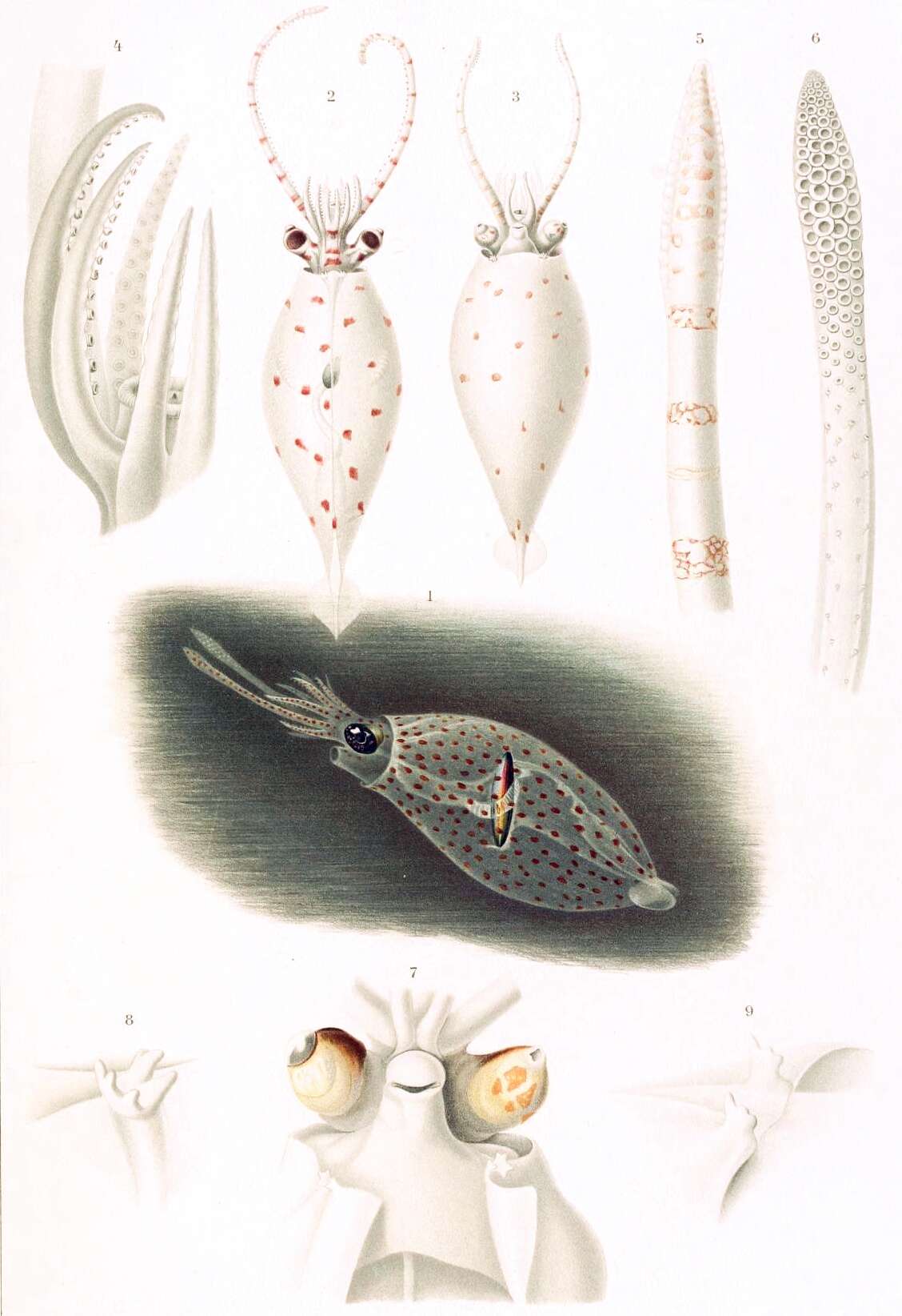 صورة Galiteuthis glacialis (Chun 1906)