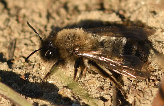 Andrena nycthemera Imhoff 1868 resmi