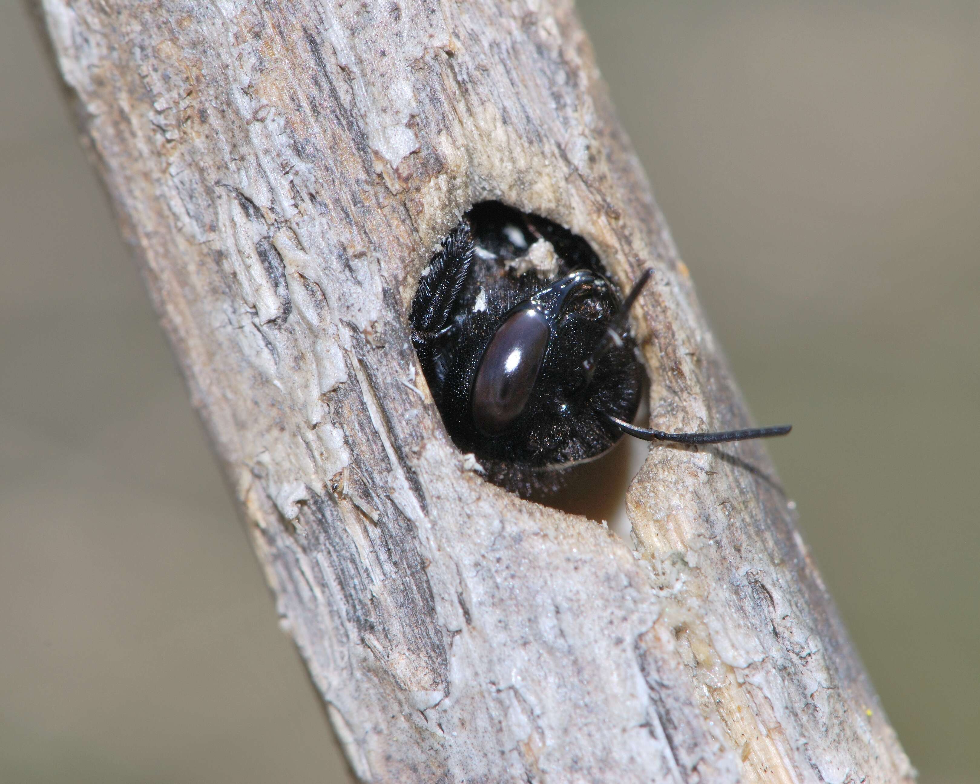 Plancia ëd Xylocopa iris (Christ 1791)