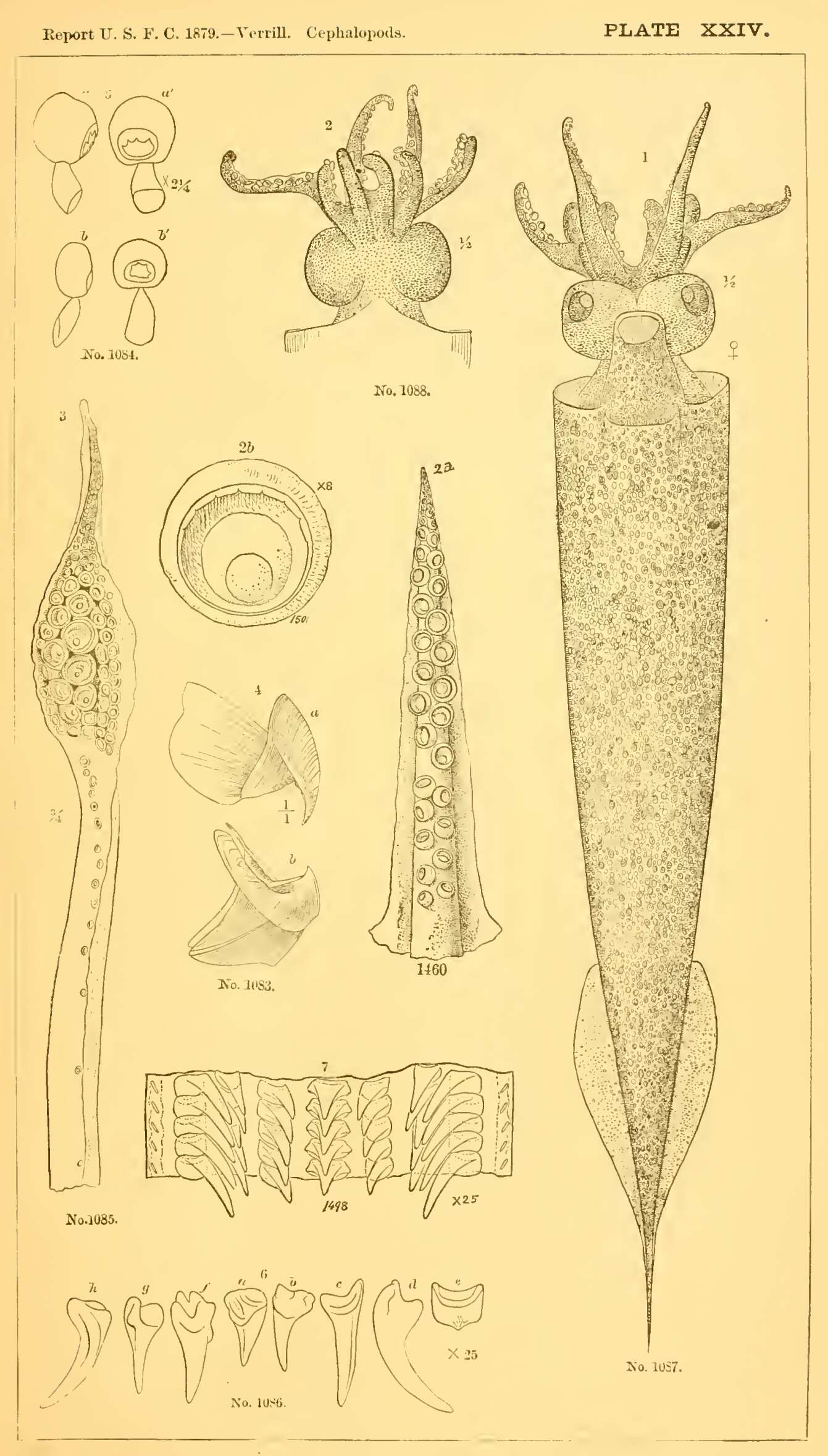 Image de Taonius pavo (Lesueur 1821)