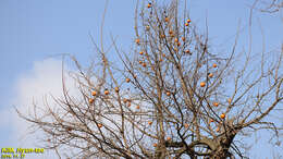 Image of japanese persimmon