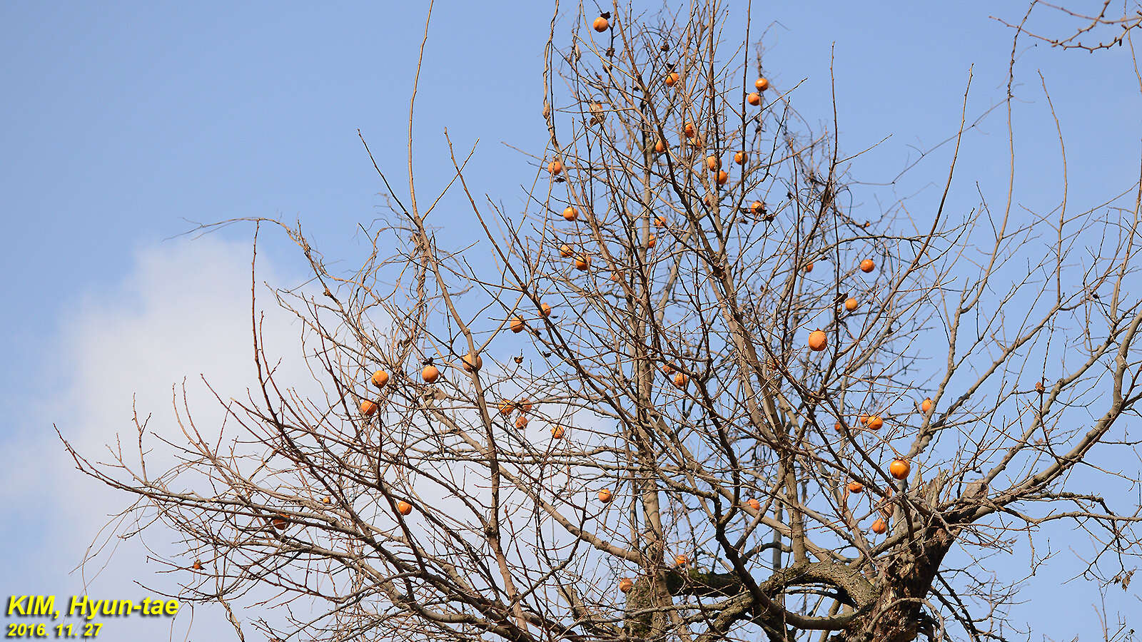 Image of japanese persimmon