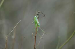 Image of sickle-bearing bush-cricket