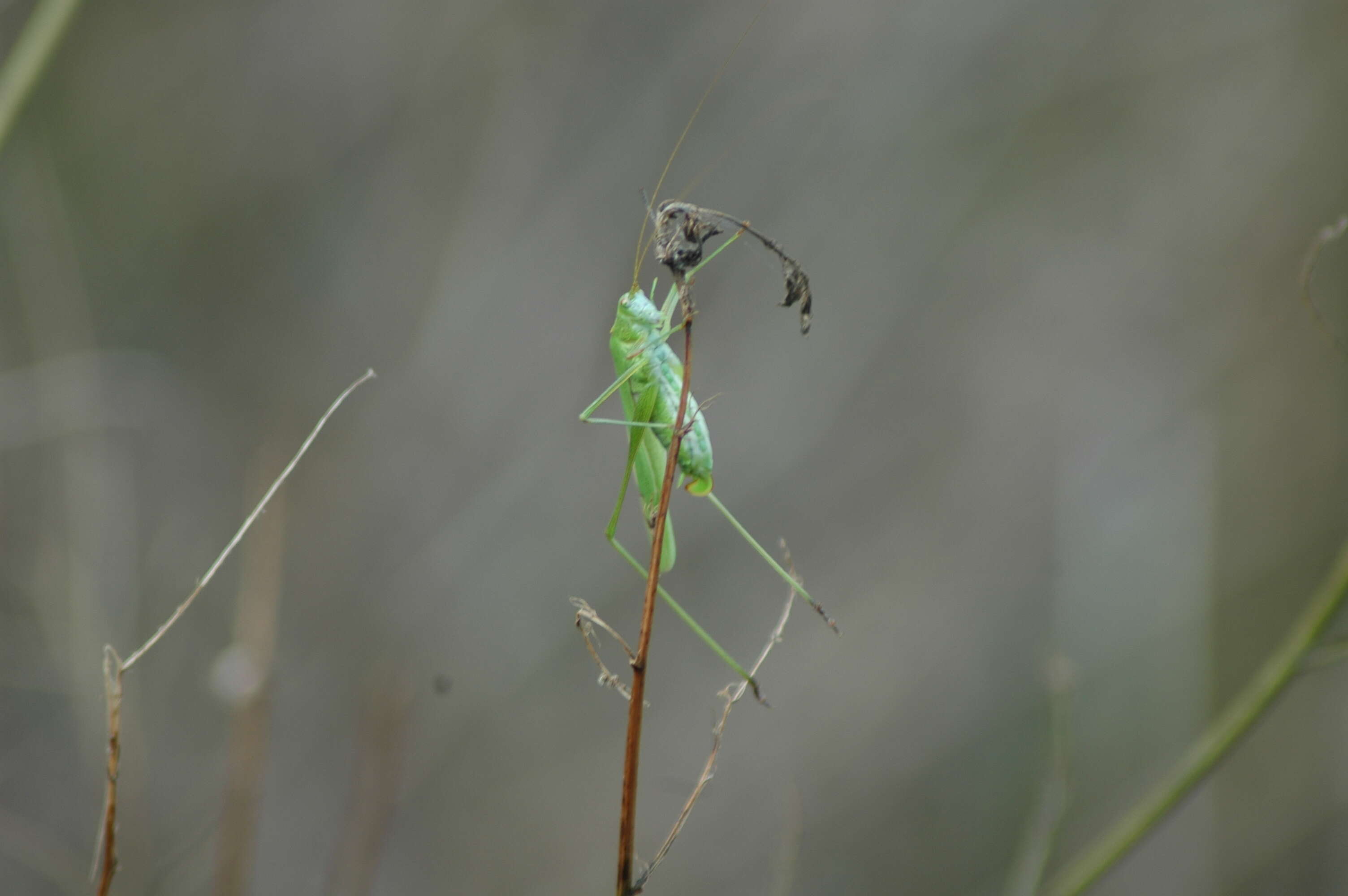 Image of sickle-bearing bush-cricket