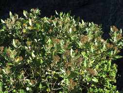 Image de Olearia avicenniifolia (Raoul) Hook. fil.