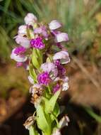 Image de Brachycorythis conica subsp. transvaalensis Summerh.