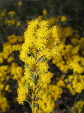 Image of Acacia sulcata R. Br.