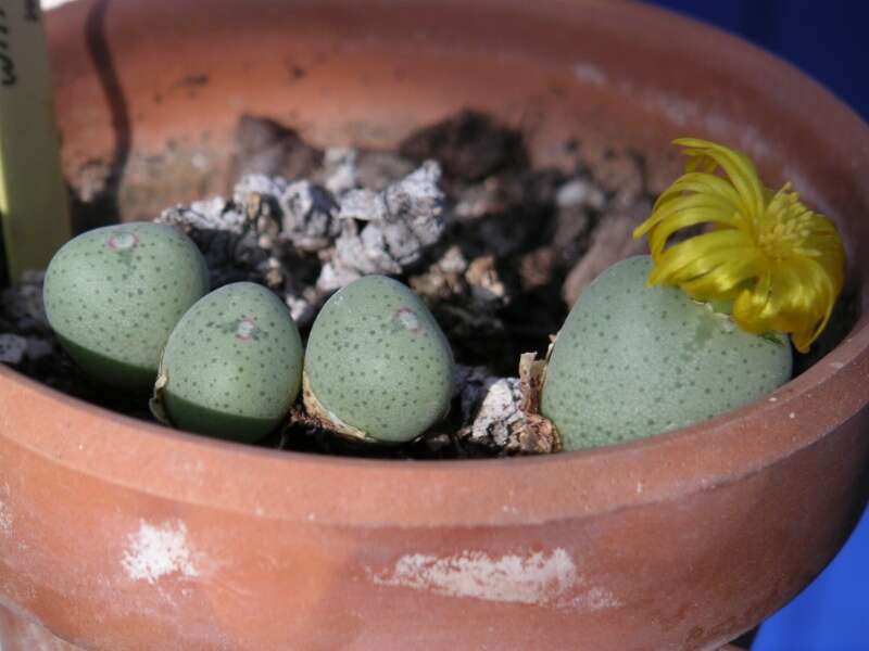 Plancia ëd Conophytum