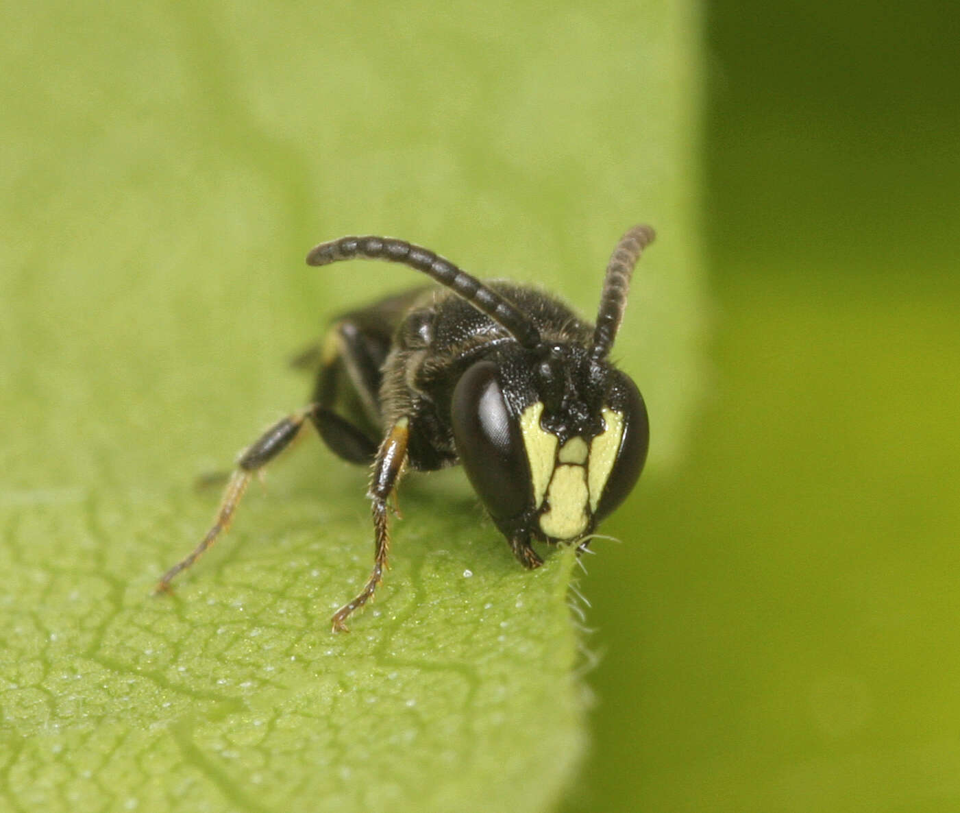 Image of Hylaeus communis Nylander 1852