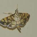 Pardomima callixantha Martin 1955 resmi