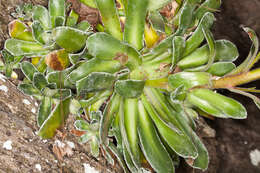 Image de Saxifraga cotyledon L.