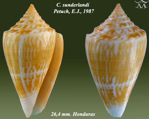 Image of Conus sunderlandi Petuch 1987