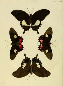 Image of Canopus Swallowtail