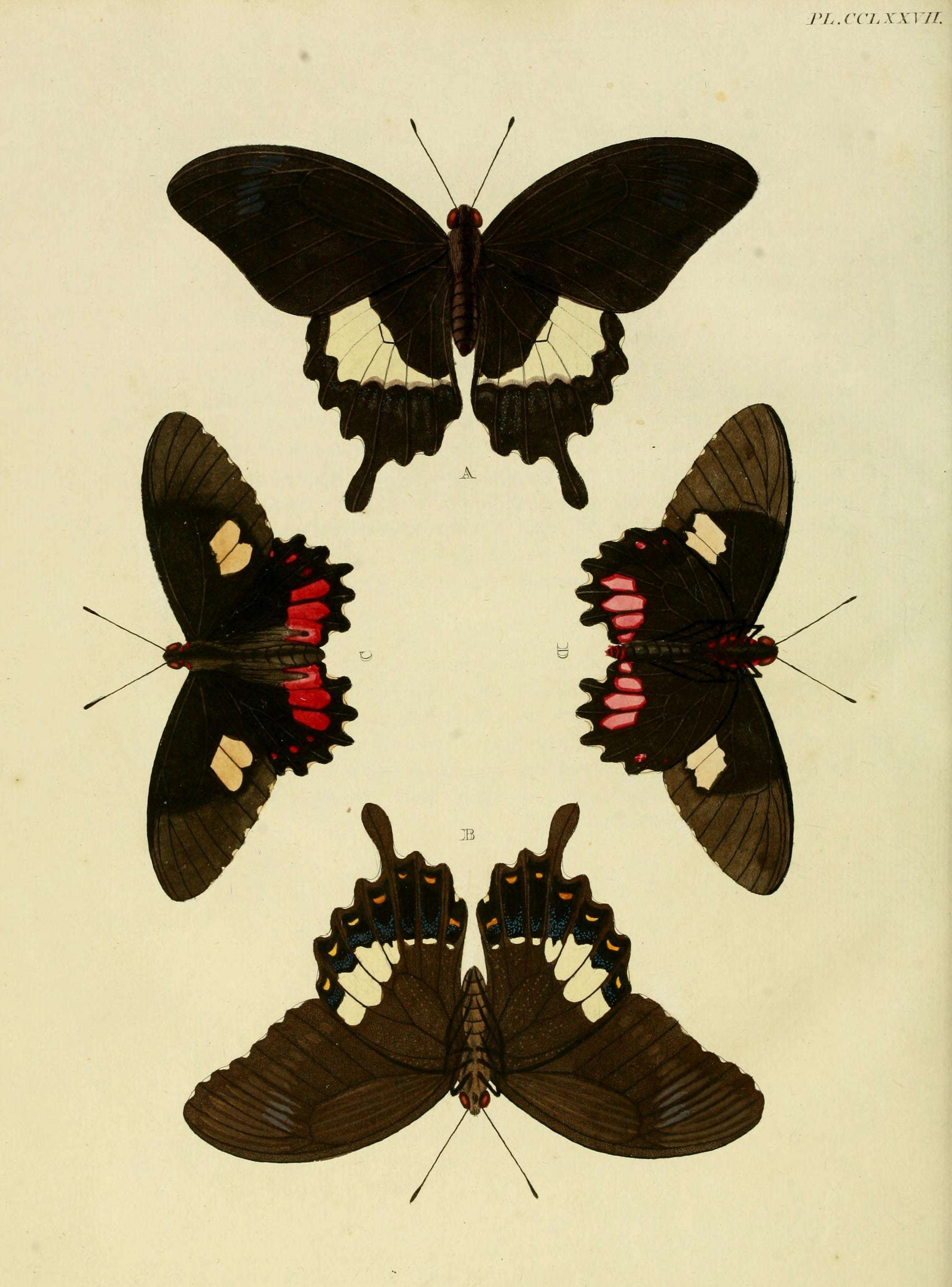 Sivun Papilio fuscus Goeze 1779 kuva