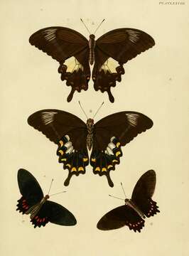 Image of Parides panthonus (Cramer (1780))