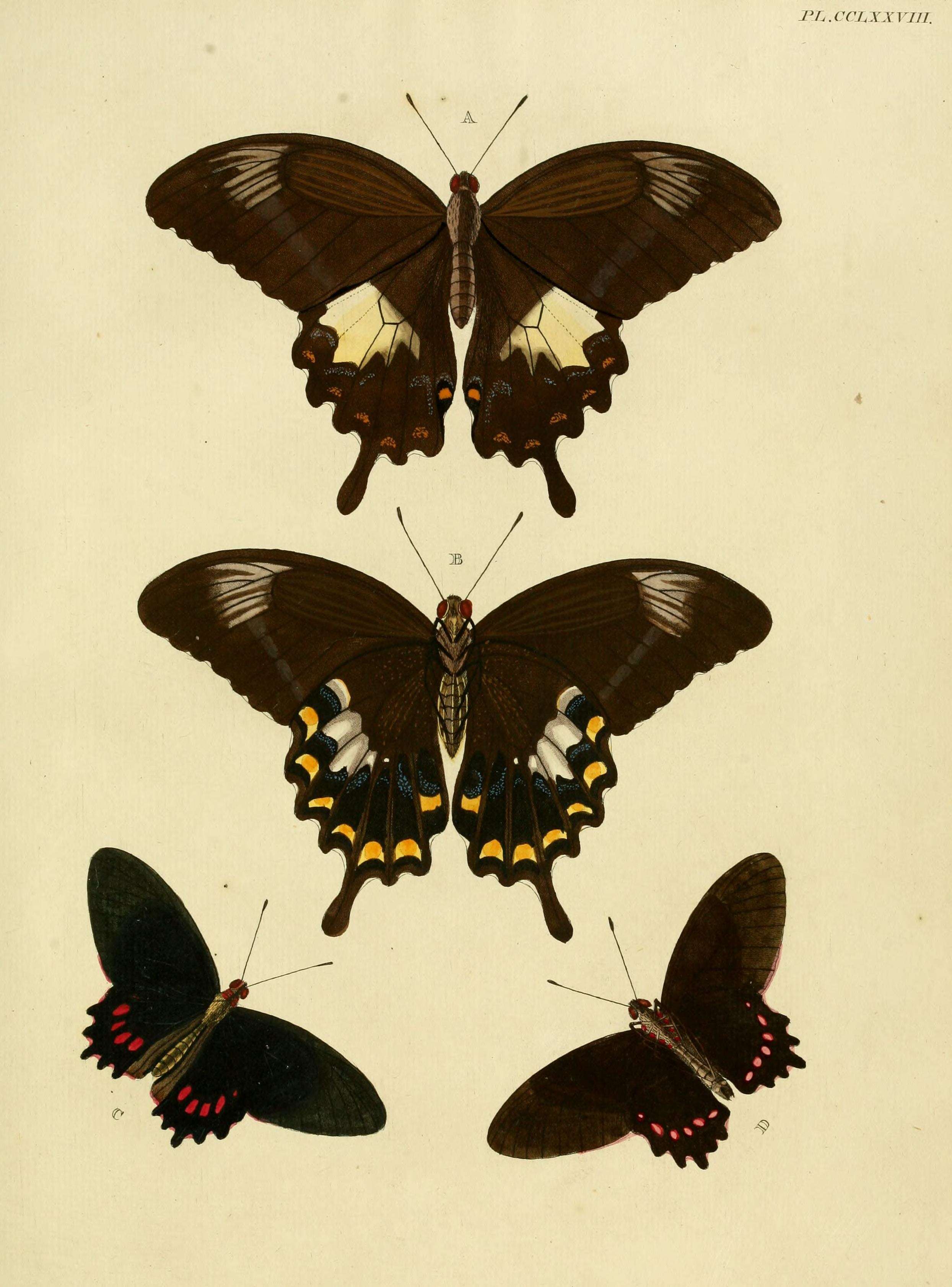 Parides panthonus (Cramer (1780)) resmi