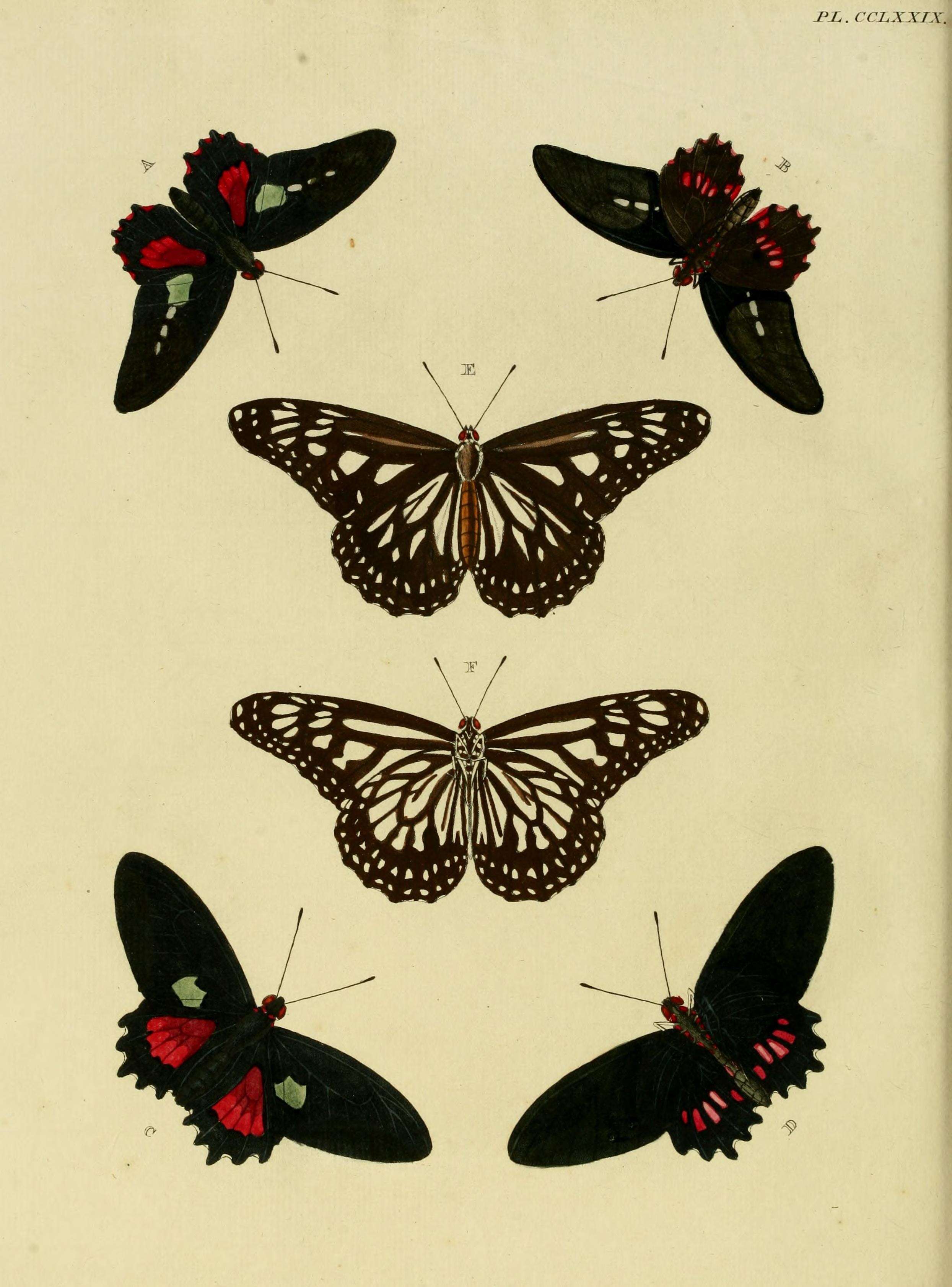 Image of Parides aeneas (Linnaeus 1758)