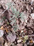 Imagem de Ipomoea ternifolia Cav.