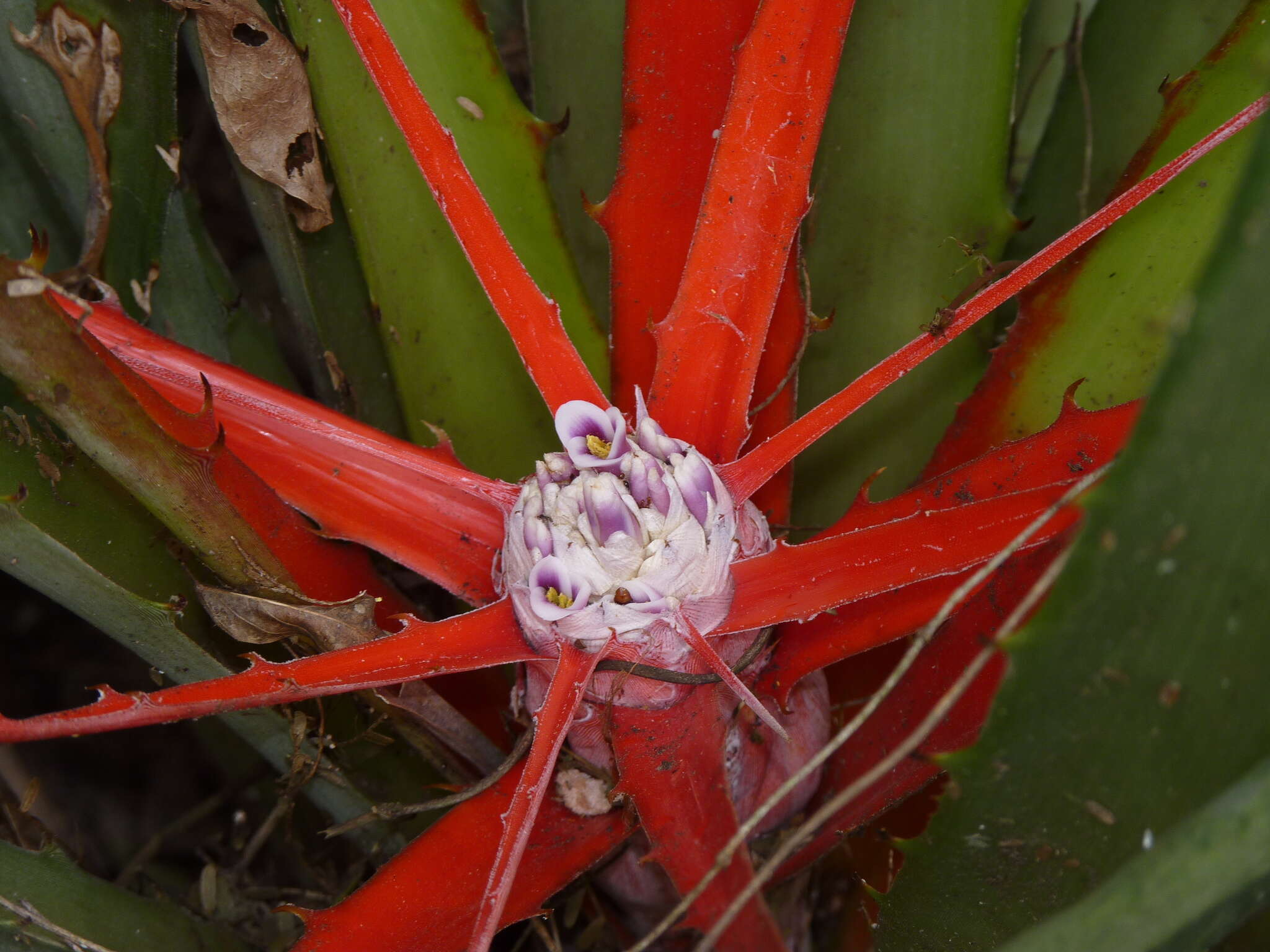 Bromelia serra Griseb.的圖片