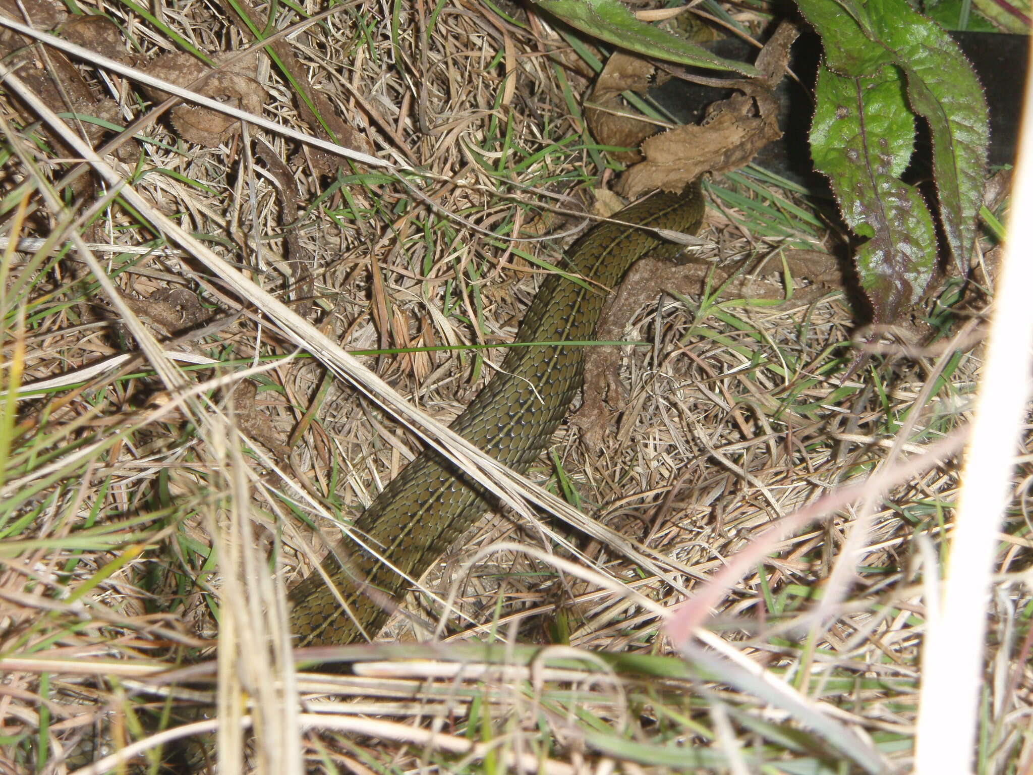 Image of Psammophylax variabilis Günther 1893