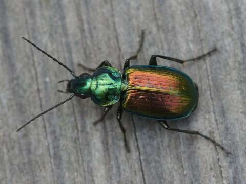 Image of six-point ground beetle