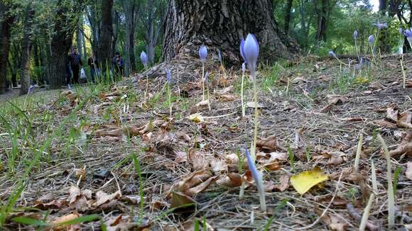 Image of Bieberstein's Crocus