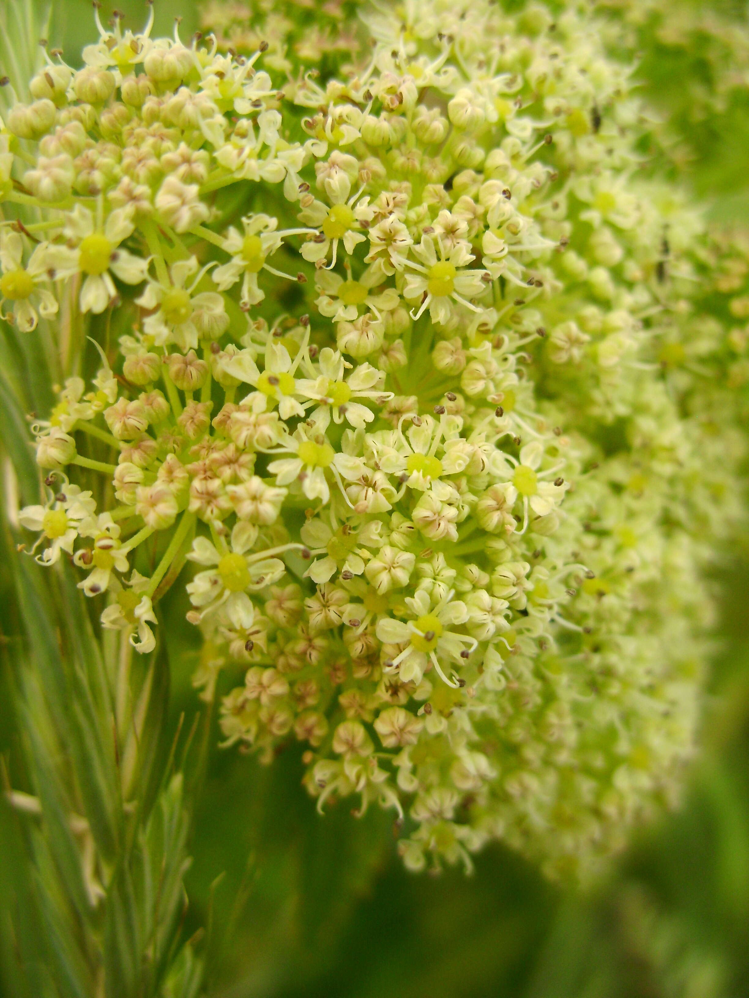 Image of seacoast angelica