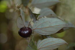 Cryptocarya guillauminii Kostermans的圖片