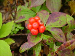 Plancia ëd Cornus canadensis L.