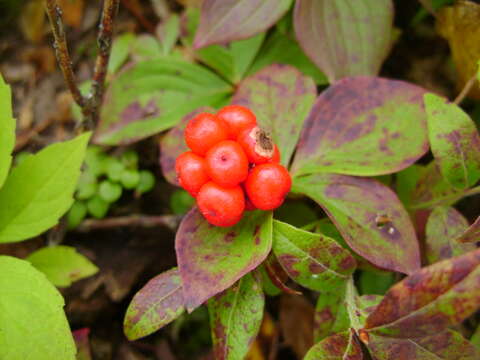 Plancia ëd Cornus canadensis L.