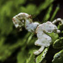 Image of Coleman's Pygmy Seahorse