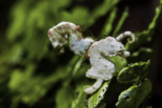 Image of Coleman's Pygmy Seahorse