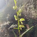 Image of Chocolate-lip leafy greenhood