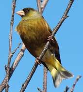 Image of Grey-capped Greenfinch