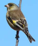 Image of Grey-capped Greenfinch