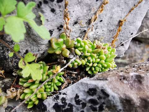 Image of Wright's stonecrop