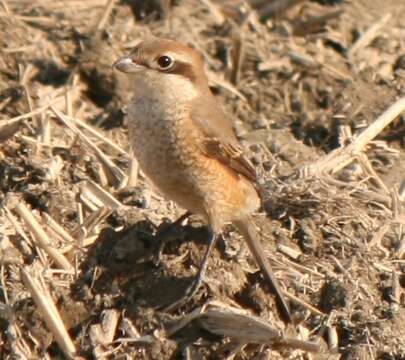 Image of Bull-headed Shrike