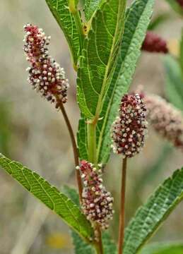 Image of Acalypha punctata Meisn. ex C. Krauss